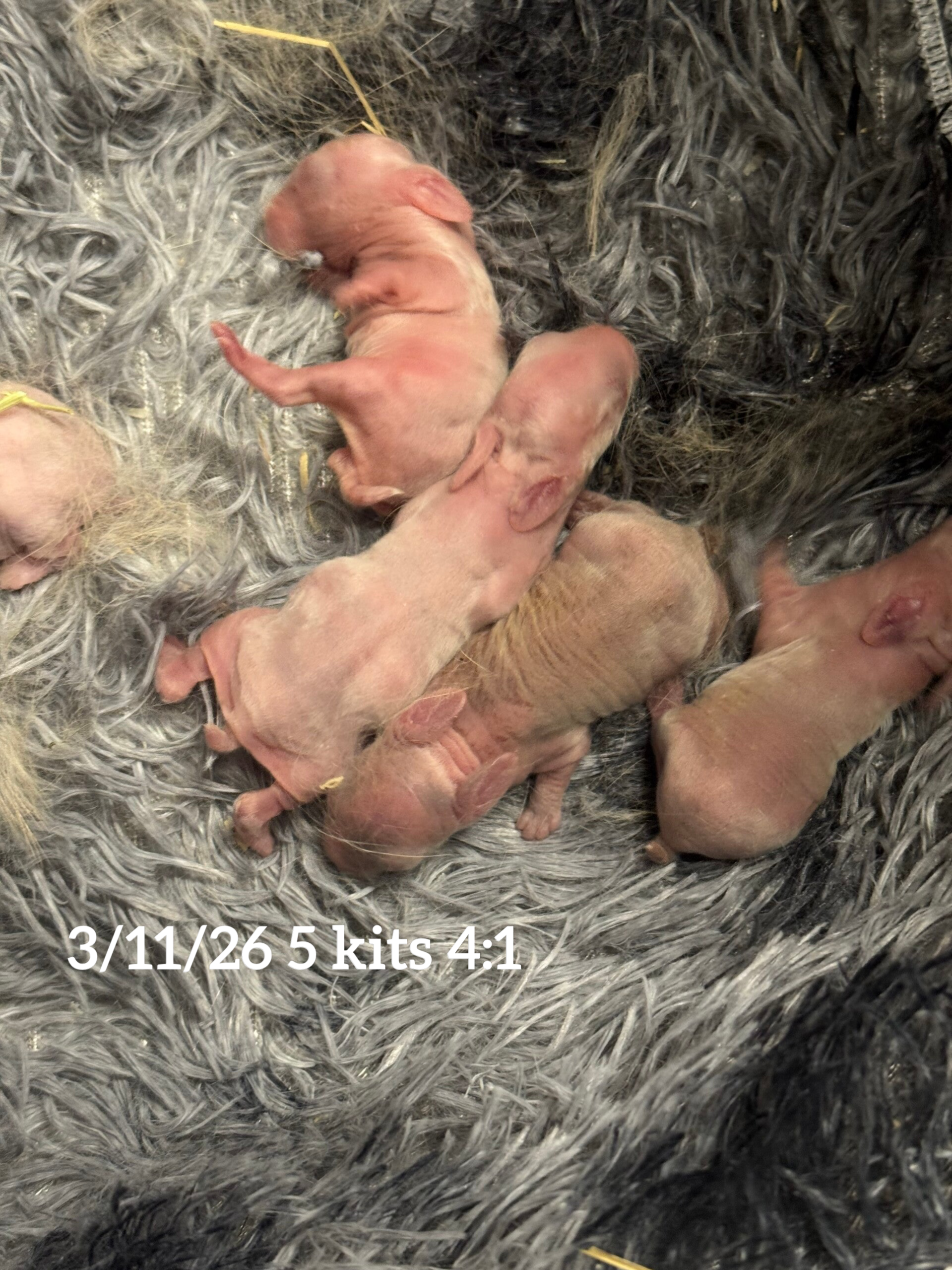 3/11/26 5 kits 4:1