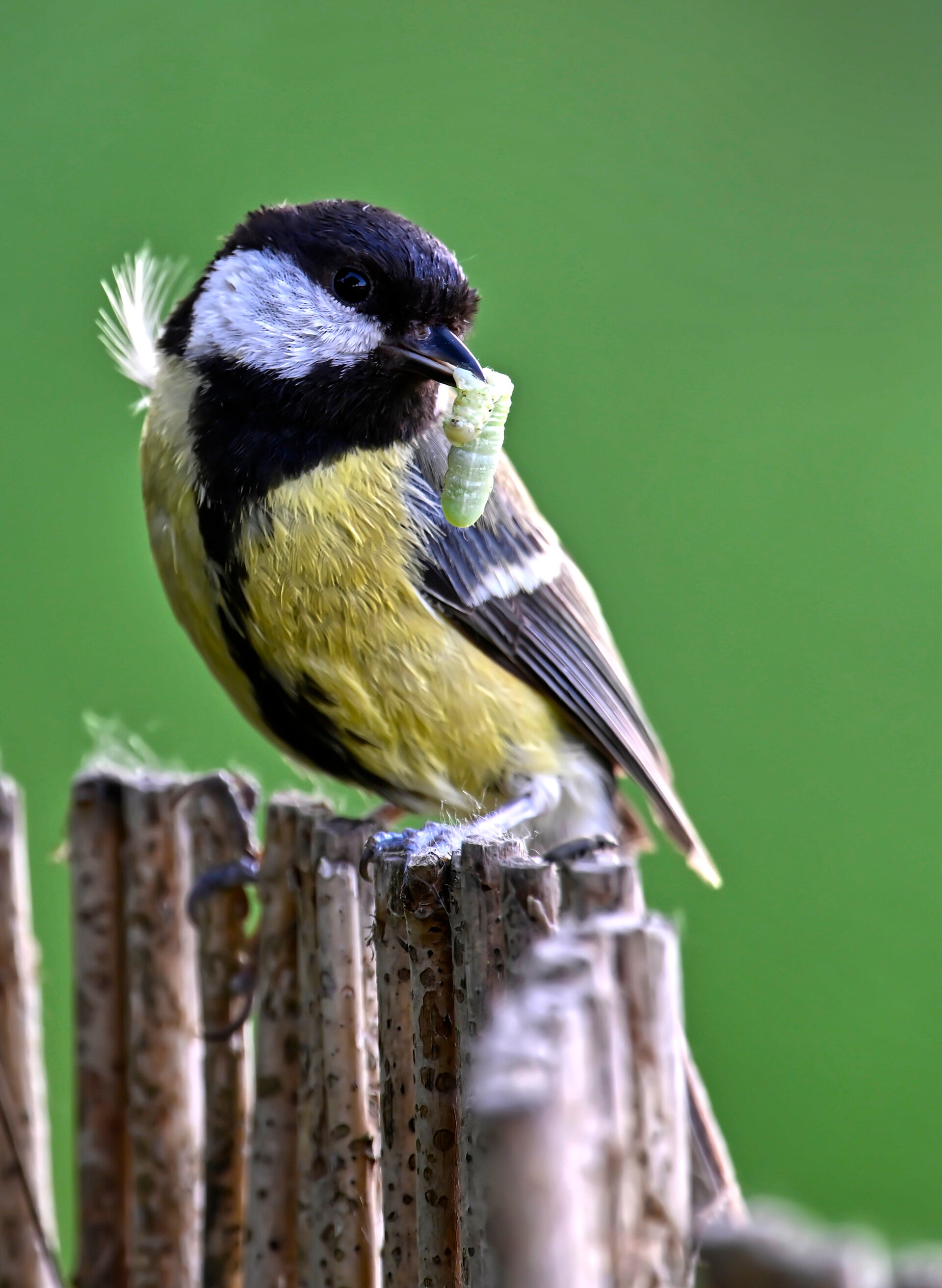 Mésange Charbonnière