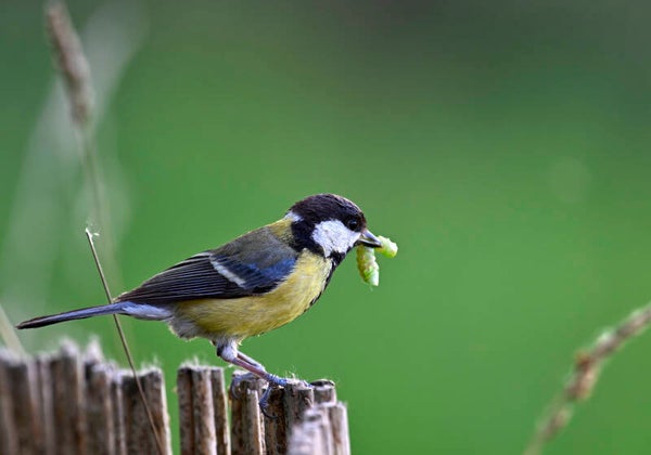 Mésange Charbonnière