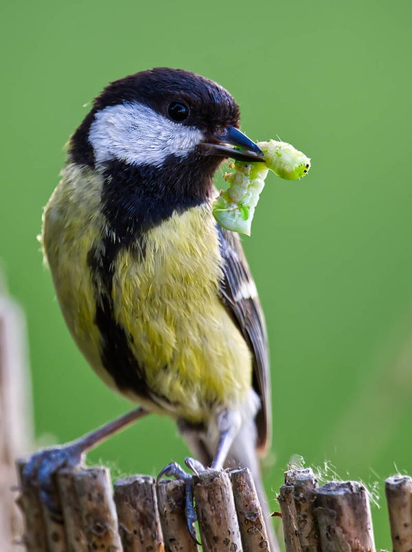 Mésange Charbonnière