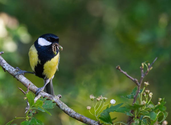 Mésange Charbonnière