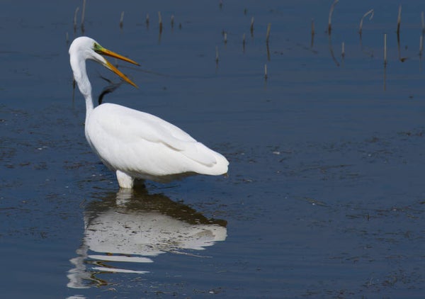 Aigrette