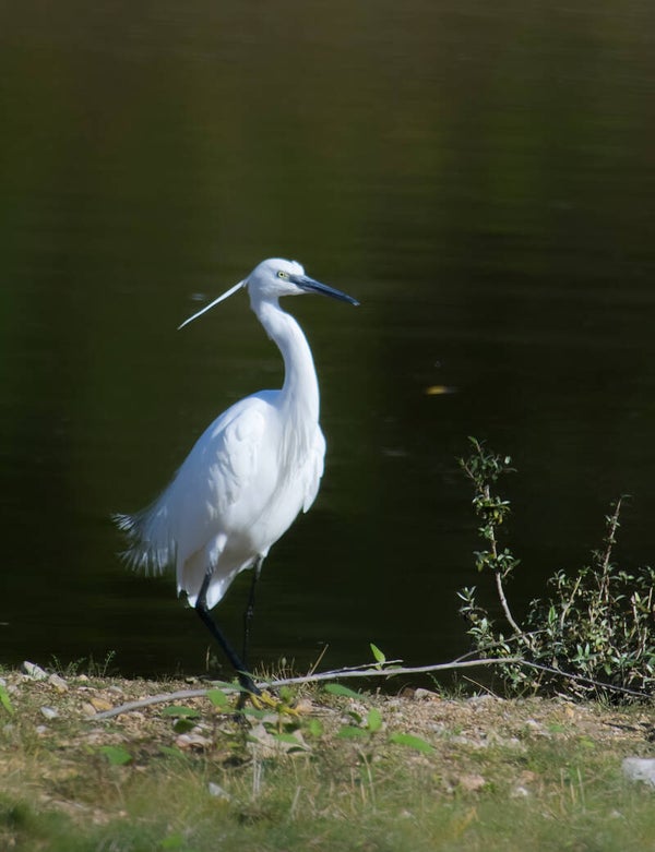 Aigrette