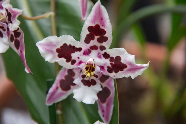 Orchidées