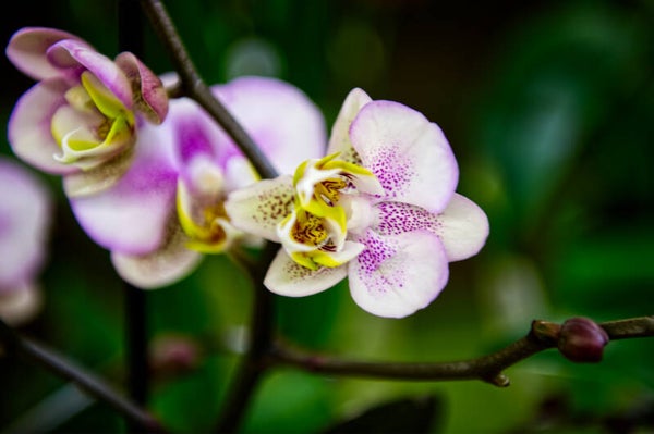 Orchidées