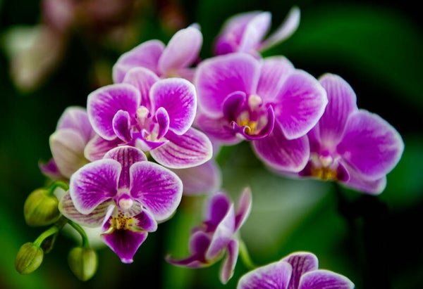 Orchidées