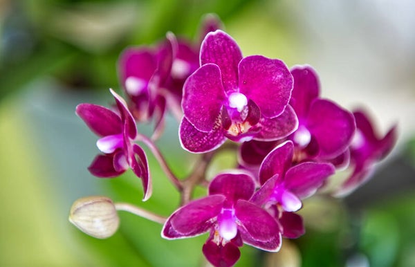 Orchidées