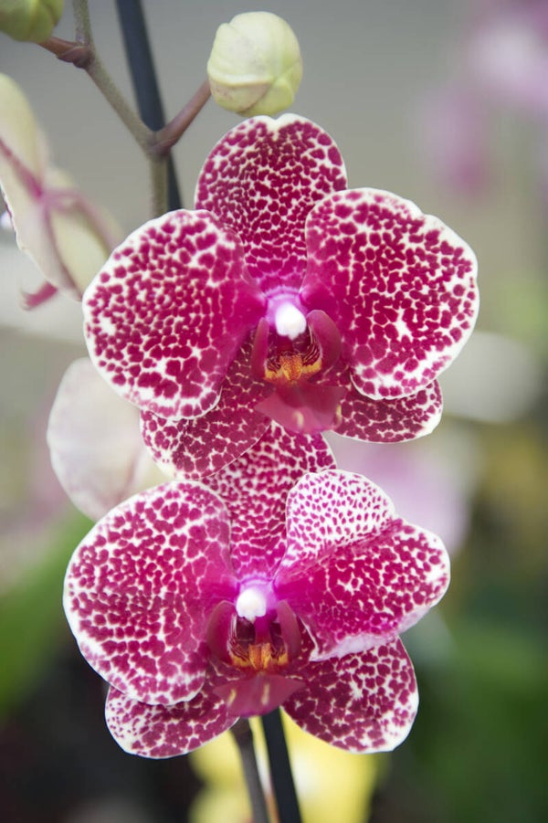 Orchidées
