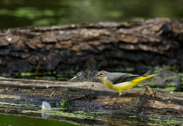 Bergeronnette des ruisseaux