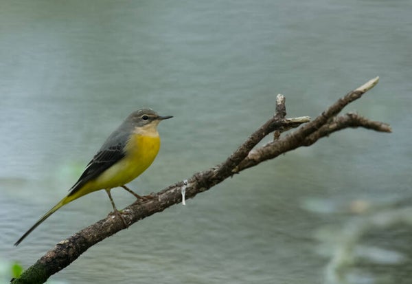 Bergeronnette des ruisseaux