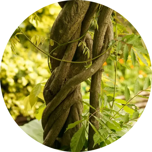 Familieopstelling zaterdag 25 oktober 2025 | Navelstreng omstrengeling bij je geboorte