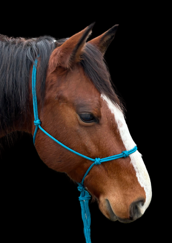 Knotenhalfter PROFI EDITION - Farbe: Aqua