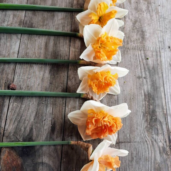 Narcissen: liefde voor de Lente