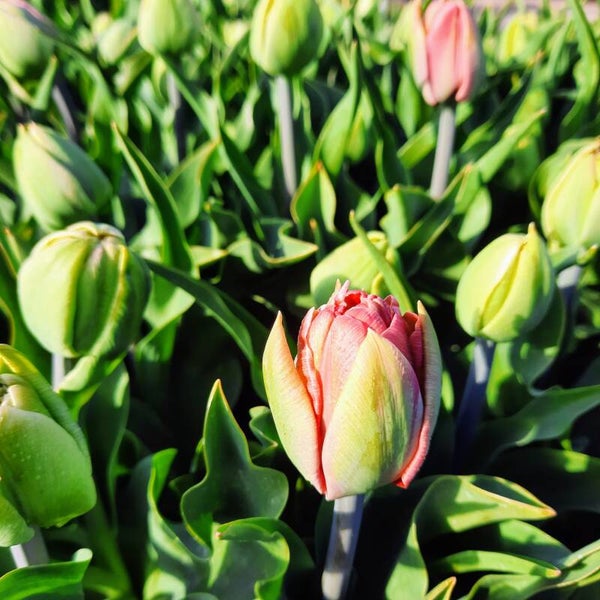 Zelfpluk-moment van de maand - April