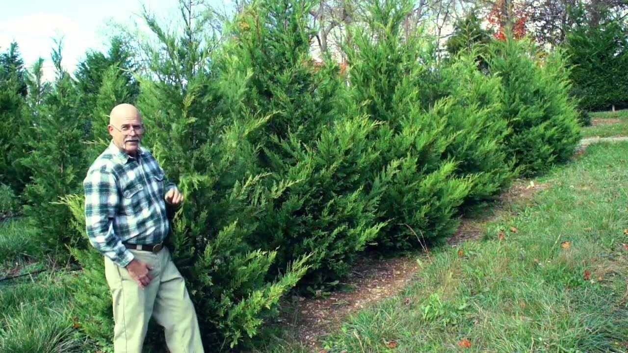 12 Murray Cypress tree for  Hedges / Privacy screens FAST GROWING