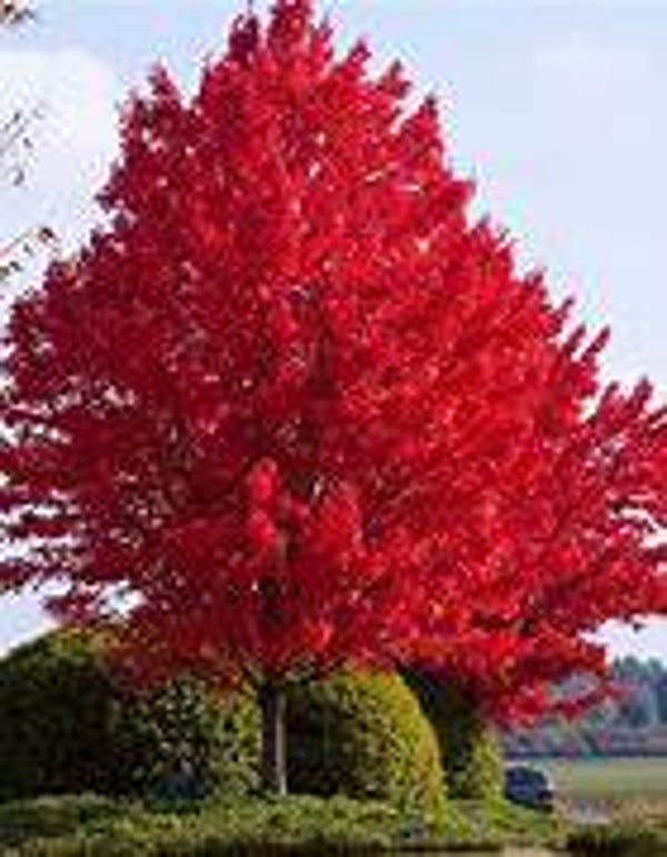 2 Red Maple Trees 2 to 3 ft tall LIVE TREES  Acer rubrum
