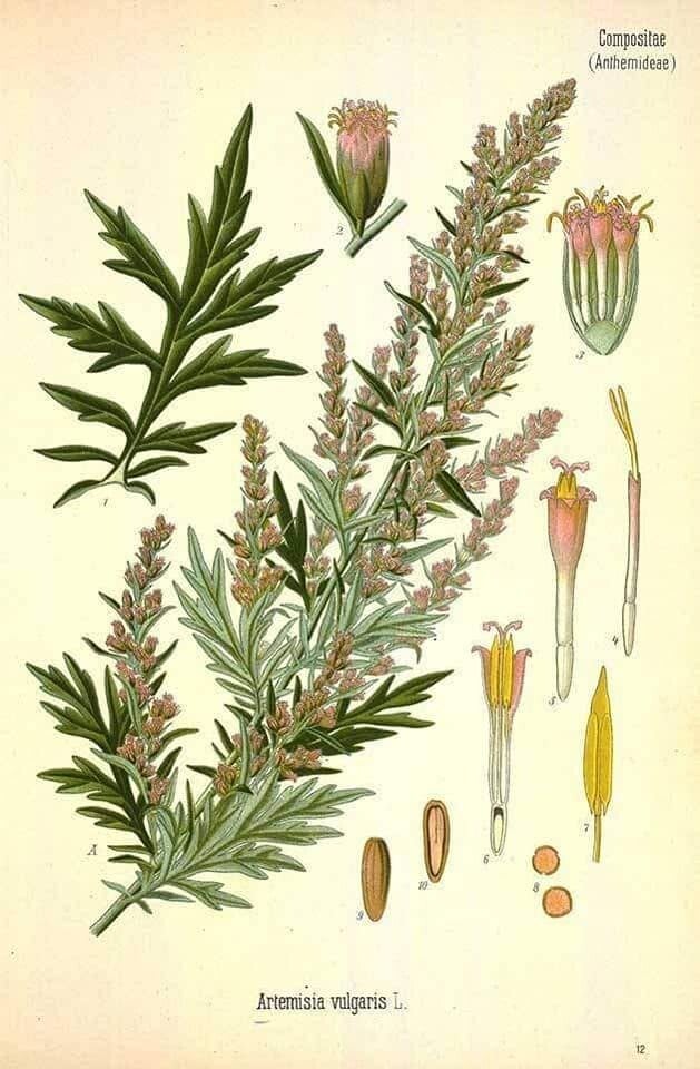 Artemisia Vulgaris 