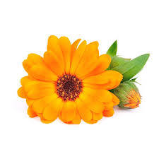 Calendula | ABOUT the ROSE | Rozen cosmetica