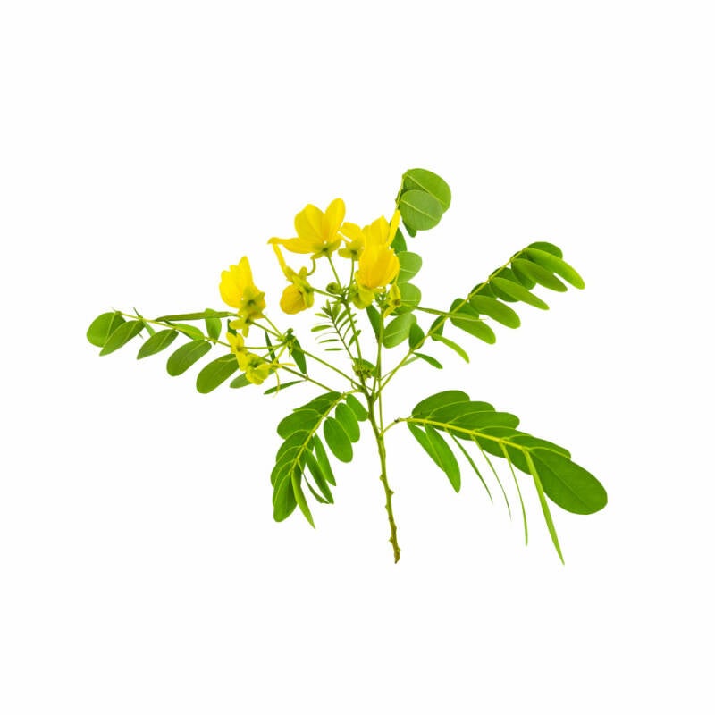 Cassia angustifolia | ABOUT the ROSE | Rozen cosmetica