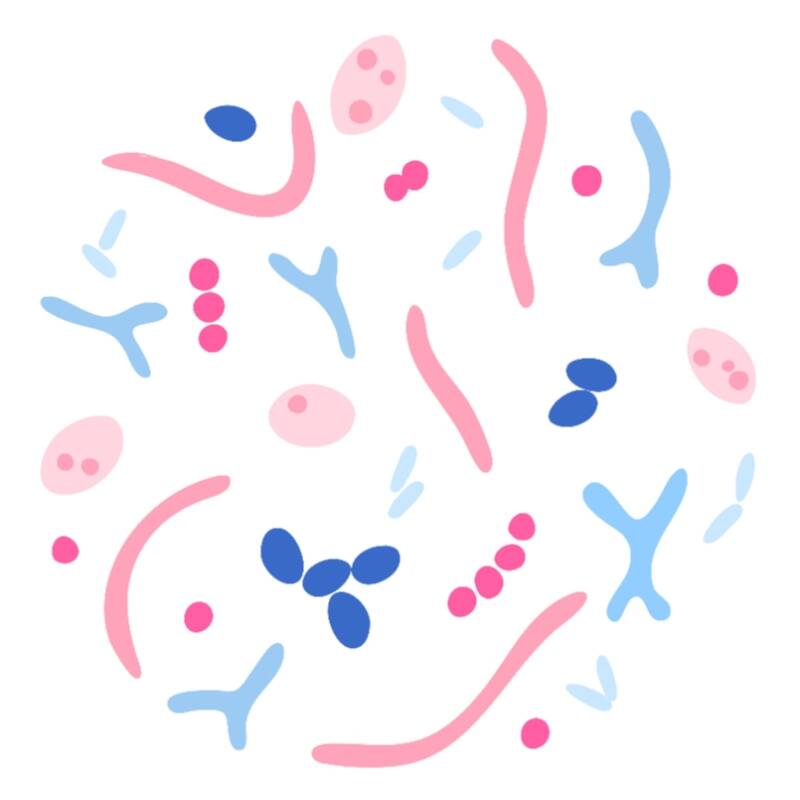 Cassia angustifolia | ABOUT the ROSE | Rozen cosmetica