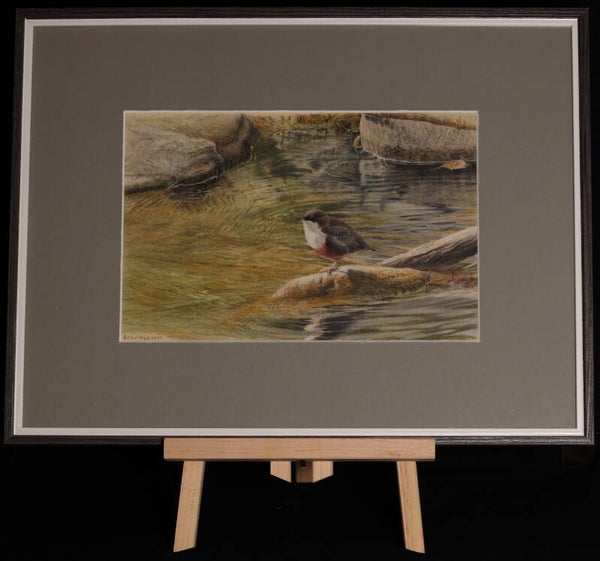 #0004 Waterspreeuw | Origineel