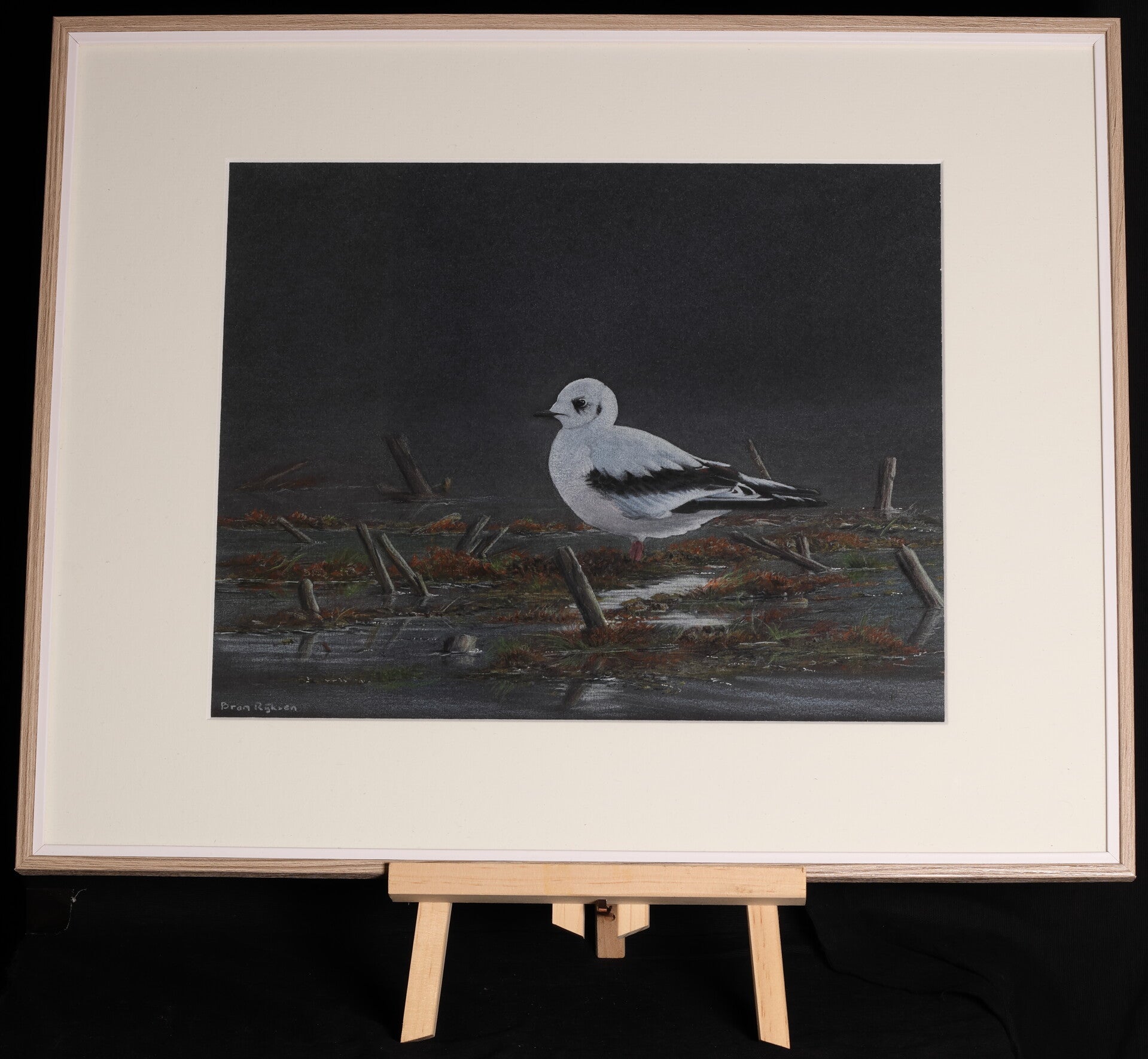 #0011 Ross' Meeuw | Origineel