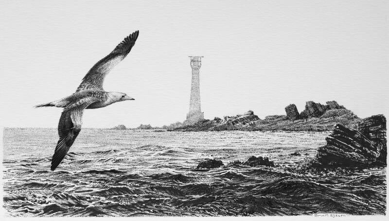Red-footed Booby, Bishop Rock Lighthouse, UK