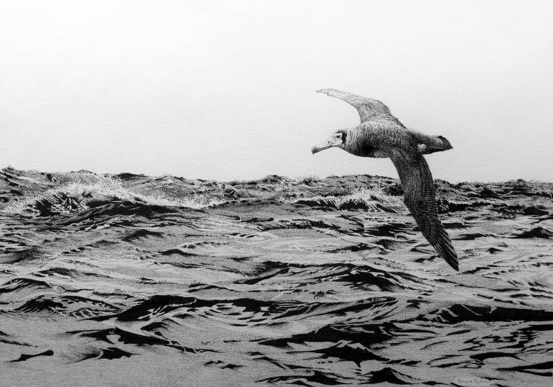 Amsterdam Albatros, Cape Peninsula - Zuid Afrika. 13 juli 2013