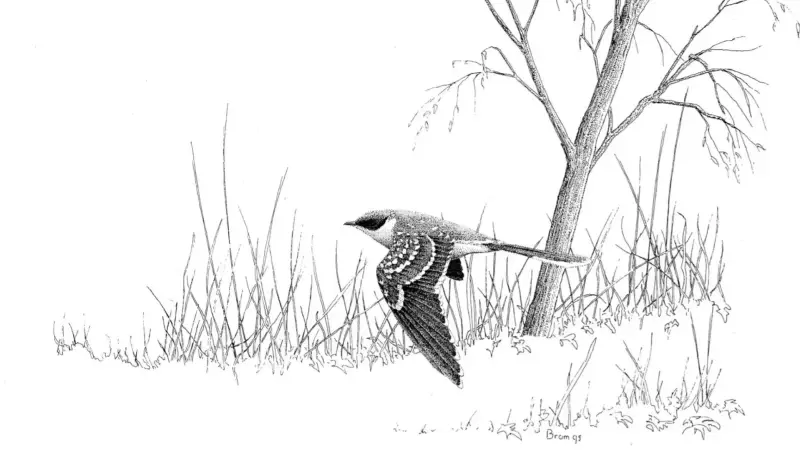 Kuifkoekoek, Zuidlaardermeer