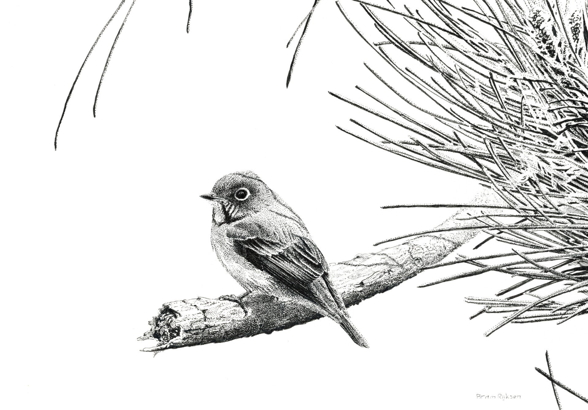 #0015 Roetvliegenvanger | Origineel