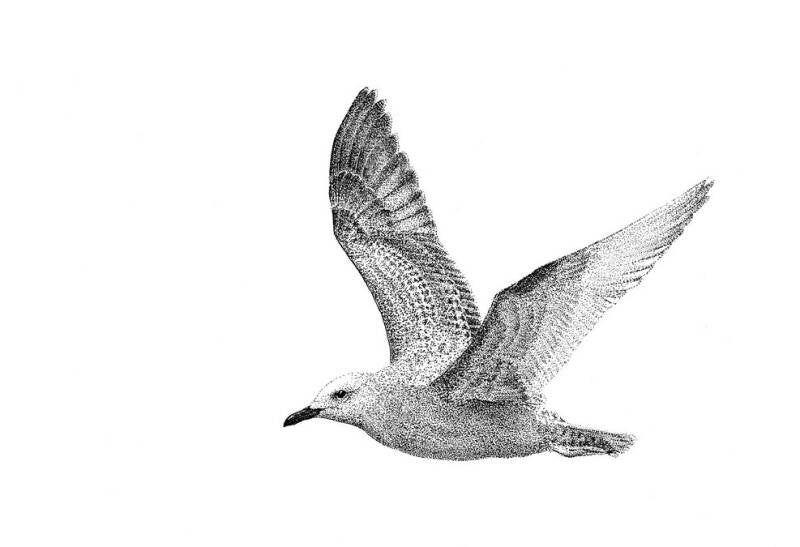 Thayers Meeuw - Egmond aan Zee, 2015