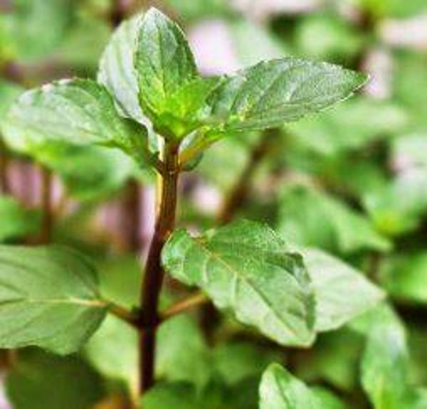 Large Plant with root Chocolate Mint Plant