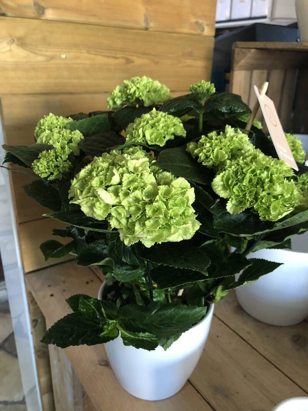 Hotensia met witte pot