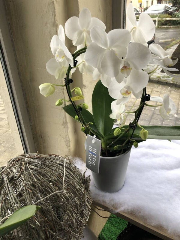 orchidee (Phalaenopsis) wit in boogvorm in grijze of witte pot