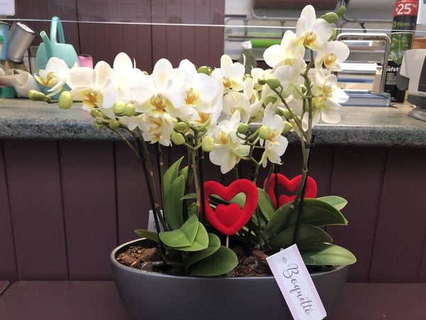 orchidee in schaal