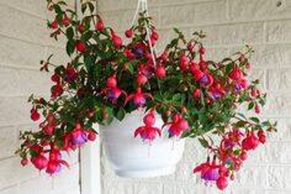 Gito/ hangpot fuchsia
