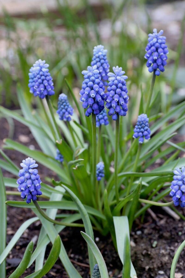 muscari (blauwe druifjes)