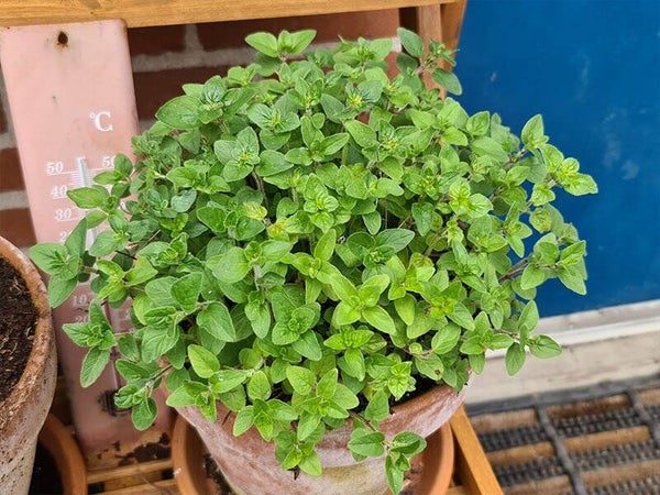Oregano Gito
