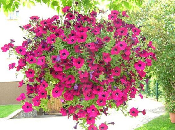 Gito/ Hangpot Surfina