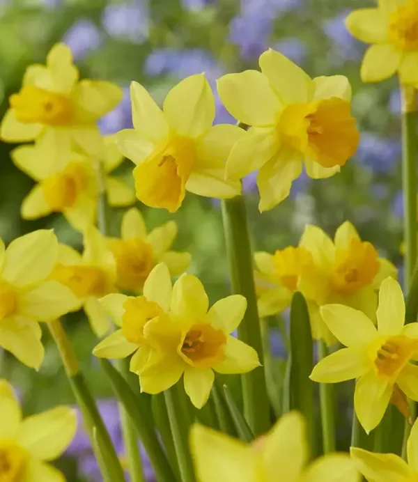 Mix van 3  narcissen potjes