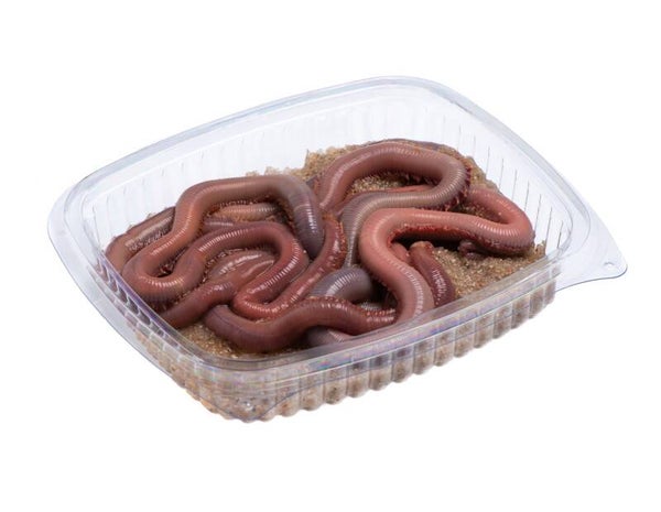 Appâts de Pêche - Ver Américain XL Vivant (Glycera dibranchiata)