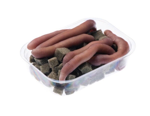Appâts de Pêche Mer - Ver Tita Bibi Vivant – Moyen M40 (Sipunculus nudus)
