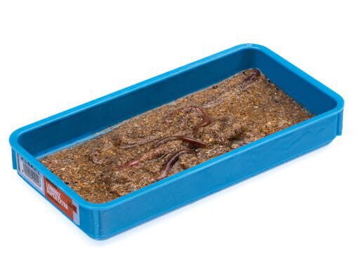 Appâts de Pêche Mer - Ver de Sable Super XL Vivant (Lumbrineris latreilli)