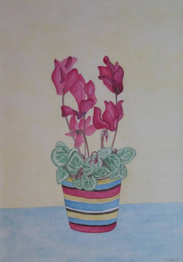 Cyclamen in een potje