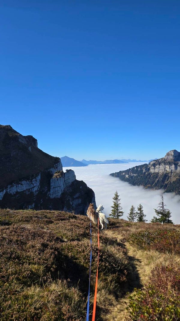 Futtercheck und aufbessern