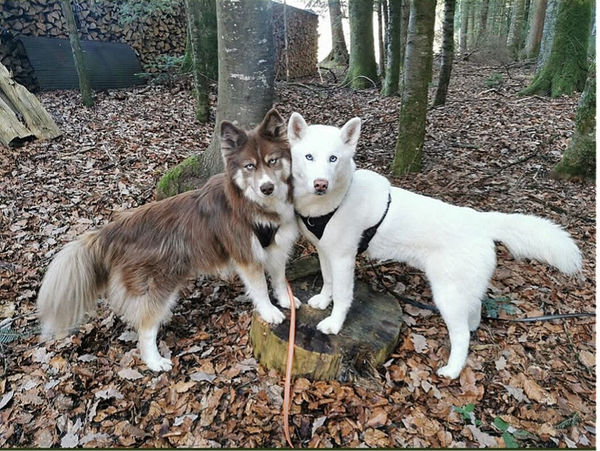 Futtercheck und aufbessern