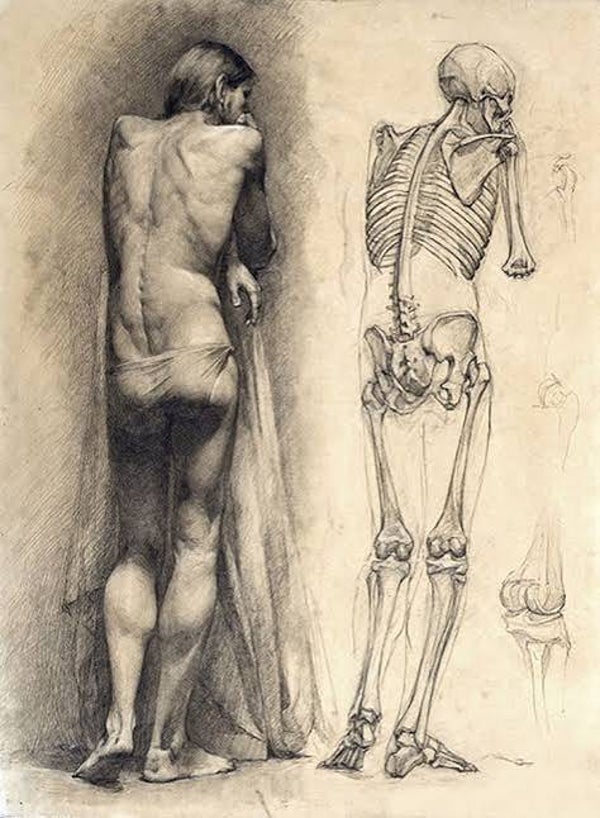 Human Anatomy — Drawing from Live Model