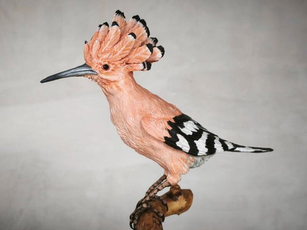 Ave de tamaño medio. Abubilla / Carraca / arrendajo