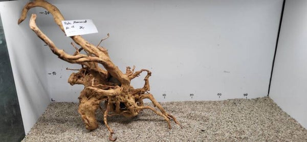 Rote Moorwurzel Nummer 15