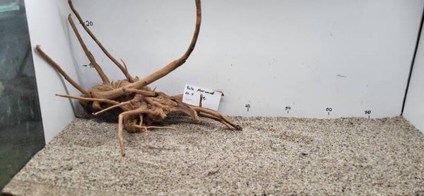 Rote Moorwurzel Nummer 11